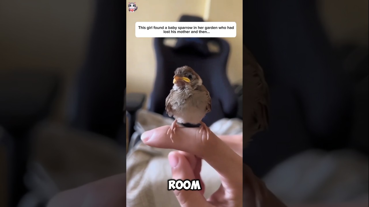 Helping a motherless baby sparrow.