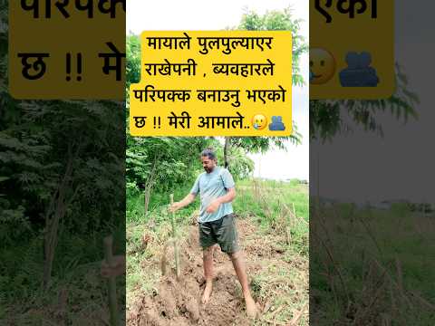 Asarma Aali Laudai \mano ropera muri falaune month Asar #amritwosti #shortsvideo #nepaliviralvideo