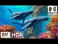 Serene Coral Reef Creatures in 8K HDR | Dolby Vision™