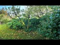 Neglected For Years...Renovated in Seconds | Overgrown Garden Transformation!