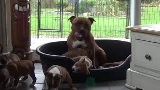 158Ème Vidéo Les Faons De Staffordland