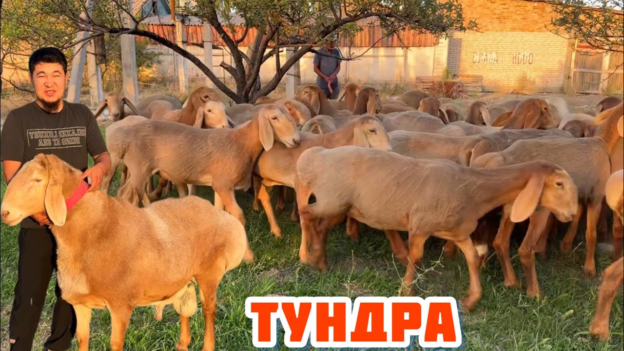 Атактуу ТУНДРАнын бул жылкы КОЗУлары🖐🏻 Сандан сапатка. Тундра мыкты козу бериптир👍🏻👍🏻🔥🔥