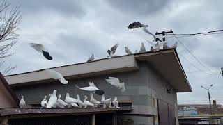 Бакинские голуби и Широкохвостые