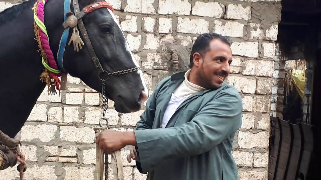 الرهوان المصري