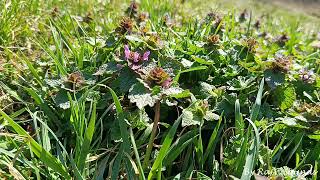 Relaxing Music, Calming Music, Soothing Relaxation