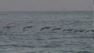 Pelicans at Agua Blanca - Oaxaca Mexico