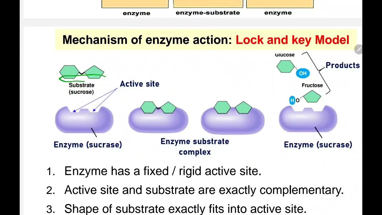 4.1 (d) Mechanism of enzyme action_ lock and key model & induced fit