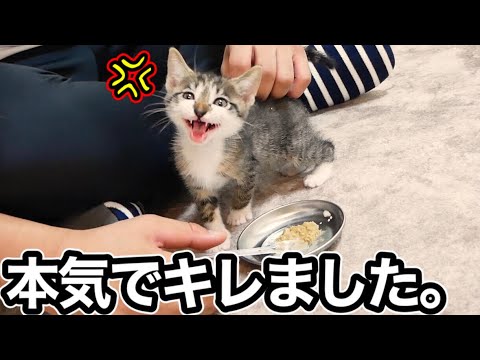 子猫にご飯をあげようとしたら本気でキレられた…【保護猫】