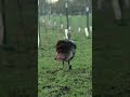 Slow motion archery grocery shopping  shorts slowmotion turkey archery