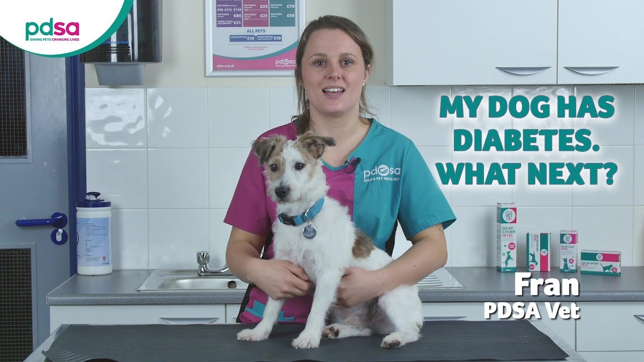 My Dog Has Diabetes. What Next?: Pdsa Petwise Pet Health Hub