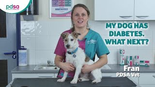 My Dog Has Diabetes. What Next?: PDSA Petwise Pet Health Hub