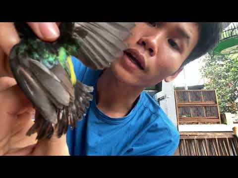 Video Hút mật xanh tím-hút mật tía ô cám cứng lông lá đẹp. - youtube