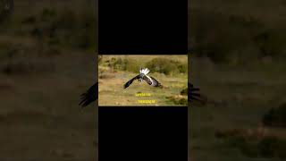 El Halcón Peregrino: ¡Una bala de 300 km/h! 🦅⚡ #explicado #curiosidades #animales #animals