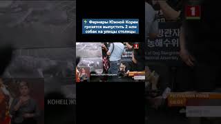 ⚡️Фермеры Южной Кореи грозятся выпустить 2 миллиона собак на улицы столицы. #протесты #shorts