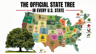 Official State Tree in Every U.S. State 🌳|America’s FavoriteTree by State