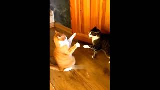 Funny cats and dogs video #27😂