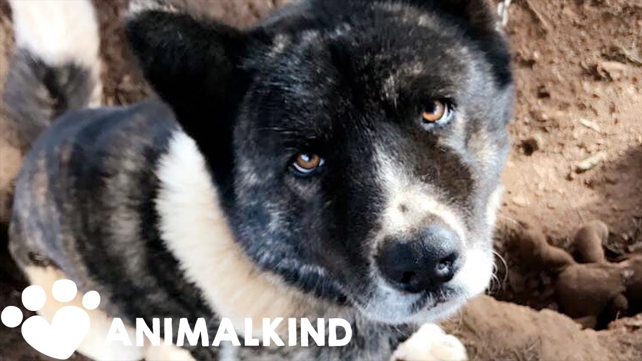 Stranger feeds chained dog for a year I Animalkind