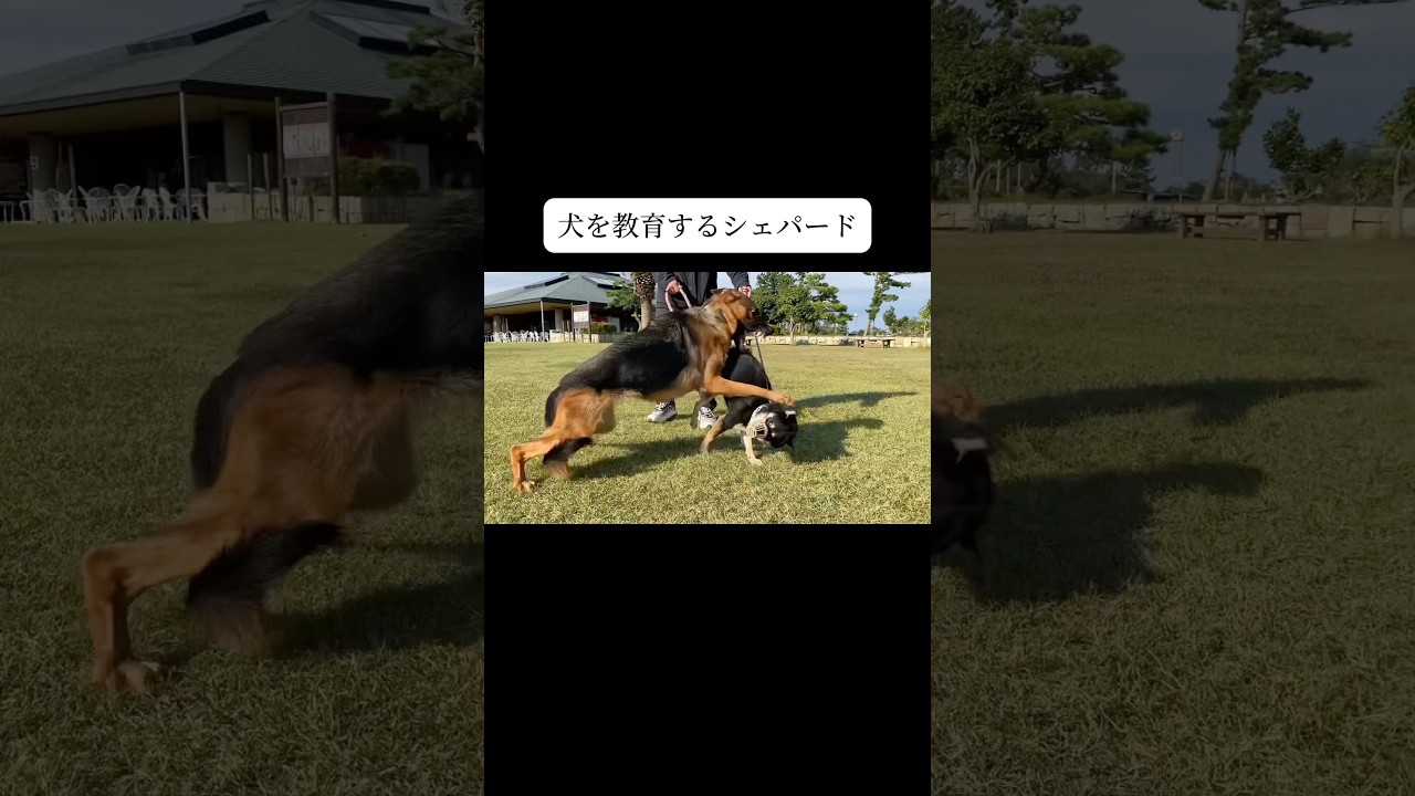 時に優しく、時に厳しい。愛犬ナズナ。#シェパード #doglibre #犬のしつけ #ドッグトレーニング #噛み癖 #黒柴