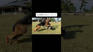 時に優しく、時に厳しい。愛犬ナズナ。#シェパード #doglibre #犬のしつけ #ドッグトレーニング #噛み癖 #黒柴