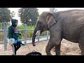 อย่าทำเเบ๋ม ระทึก เจ้ลำพูนชนซื่นใจหงายหลัง บัวบานอย่าขี่น้อง elephant