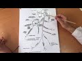 Языкоглоточный нерв 9 пара.Анатомия