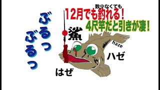 ハゼ釣り　12月