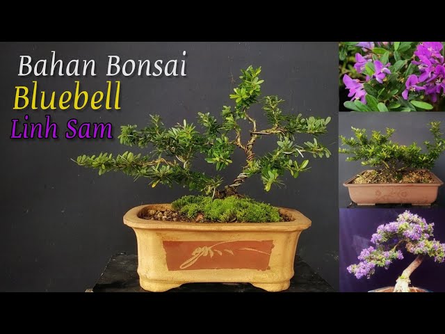 Cara bentuk Bonsai BlueBell - Linh Sam class=