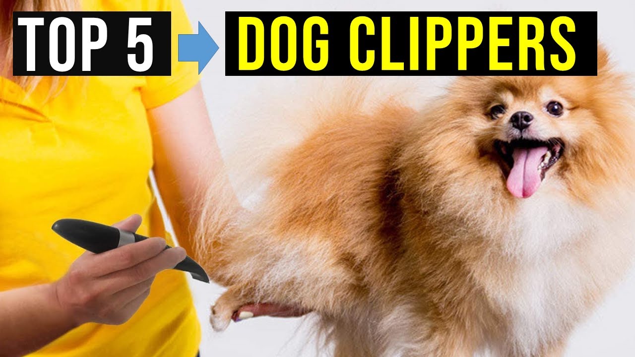 Top 5 Best Dog Clippers in 2023 The Best Dog Clippers Reviews