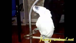 Bye-bye parrot: Saying bye bye and waving , , !