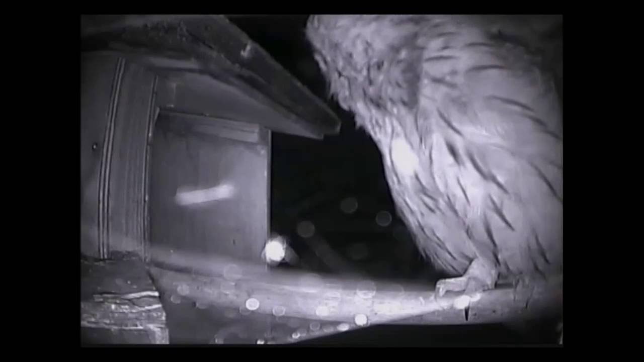 Various call sounds made by tawny owls YouTube