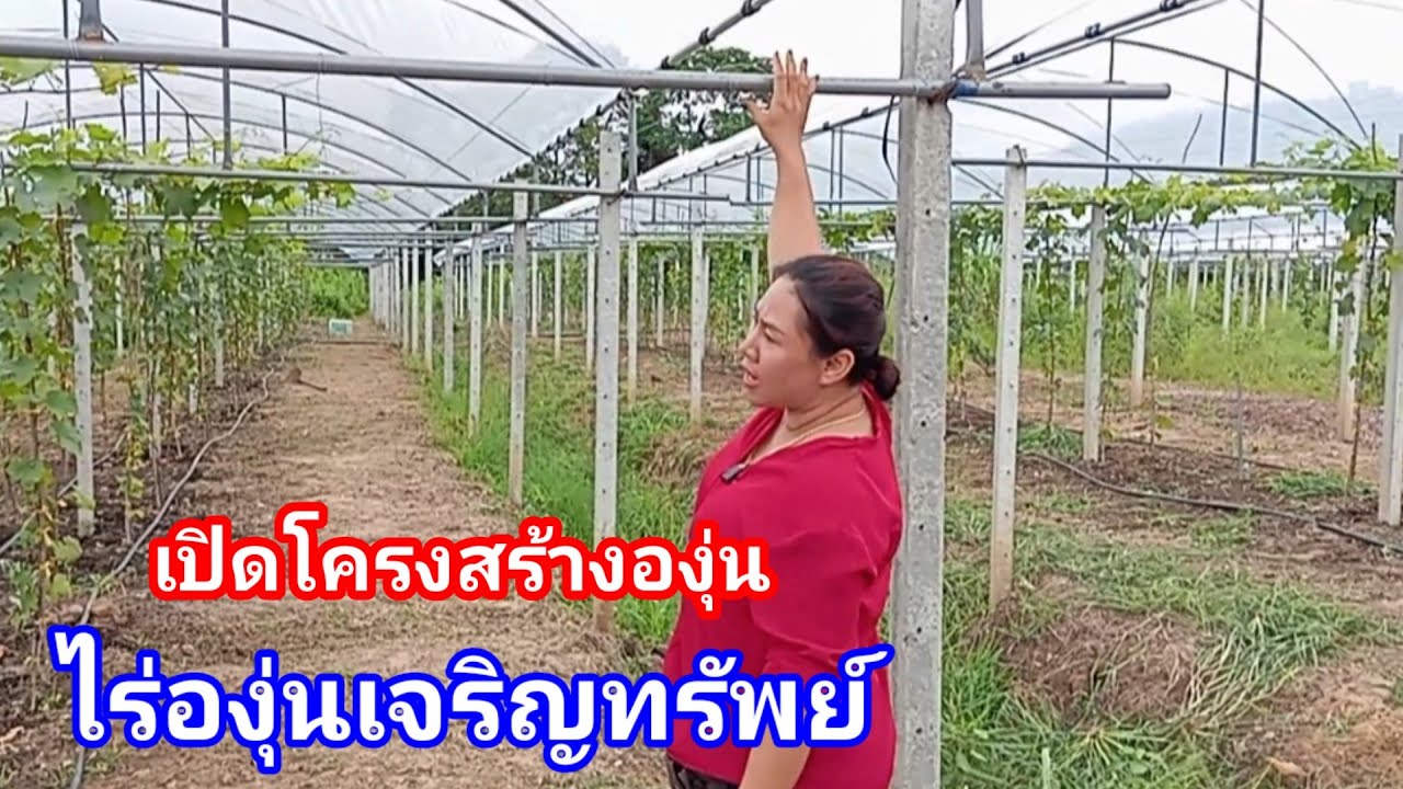 โรงเรือนองุ่นที่ใช้งบน้อย แต่ใช้งานได้ดี แบบฉบับไร่องุ่นเจริญทรัพย์วังน้ำเขียว0856394934