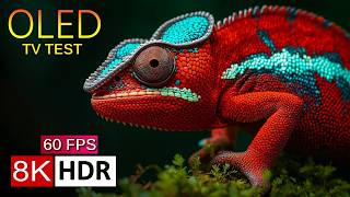 Ultimate Color & Quality Test 8K HDR 60FPS – OLED TV Showcase