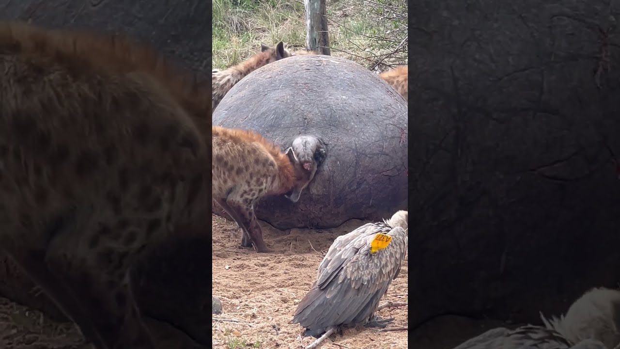 Spotted Hyena Feeding On Hippopotamus Carcass Serondella Safarilodge