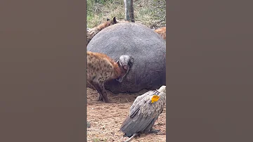 Spotted Hyena Feeding On Hippopotamus Carcass Serondella Safarilodge 