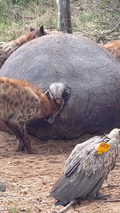 Spotted Hyena Feeding on Hippopotamus Carcass @serondella_safarilodge