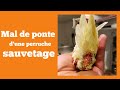 Mal de ponte d'une perruche (rétention d’œuf): sauvetage