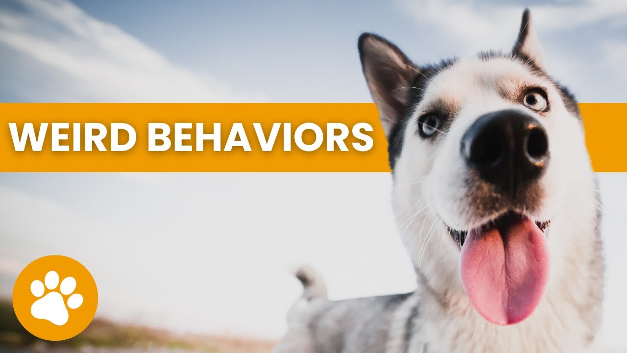 14 Weird Dog Behaviors And What They Mean YouTube