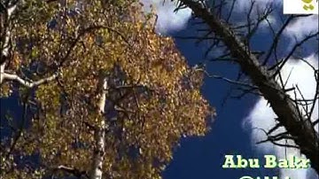 المصحف المرئي - سورة النساء 114 ــ 147 ـــ الشيخ #ناصرالقطامي - #قناةآيات