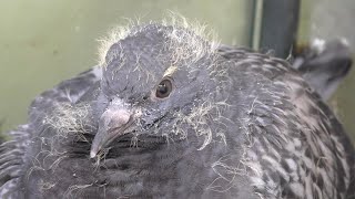 The Daily Life of a Baby Pigeon, DAY 7 & 8 - He Returns