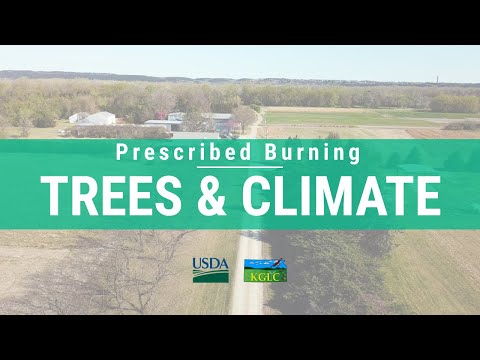 Vídeo: Eastern Red Cedar Tree Informações: Crescendo cedros vermelhos orientais na paisagem