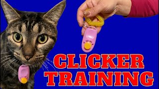 HOW TO CLICKER TRAIN YOUR CAT