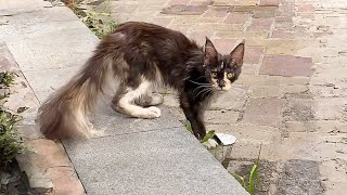 This sick, hearingimpaired stray cat wanders the streets, her lean body not masking her beauty