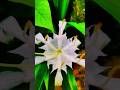 Creative Photography | Tips & Tricks #editing #photography #nature #tipsandtricks #viralshorts #fyp