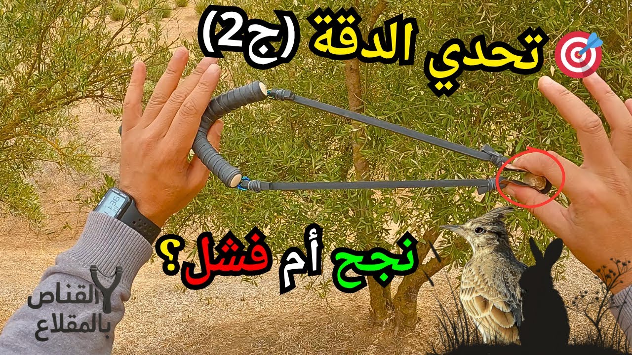 المقلاع البلدي اصبح سلاح صيد 🏹🔥 تحدي الدقة اختبار اقوى سلينغ شوت على الطيور 🎯 (الجزء الثاني)