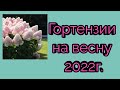 Гортензии о которых я мечтала . .Где заказать на весну 2022 г.