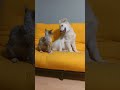 Mały wieczorny sparing 😁#goldenretriever #devonrex #catlover #dogloverforever