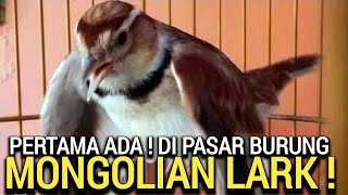 MONGOLIA LARK ! BURUNG IDAMAN JUTAAN ORANG, PESAN MUMPUNG PROMO