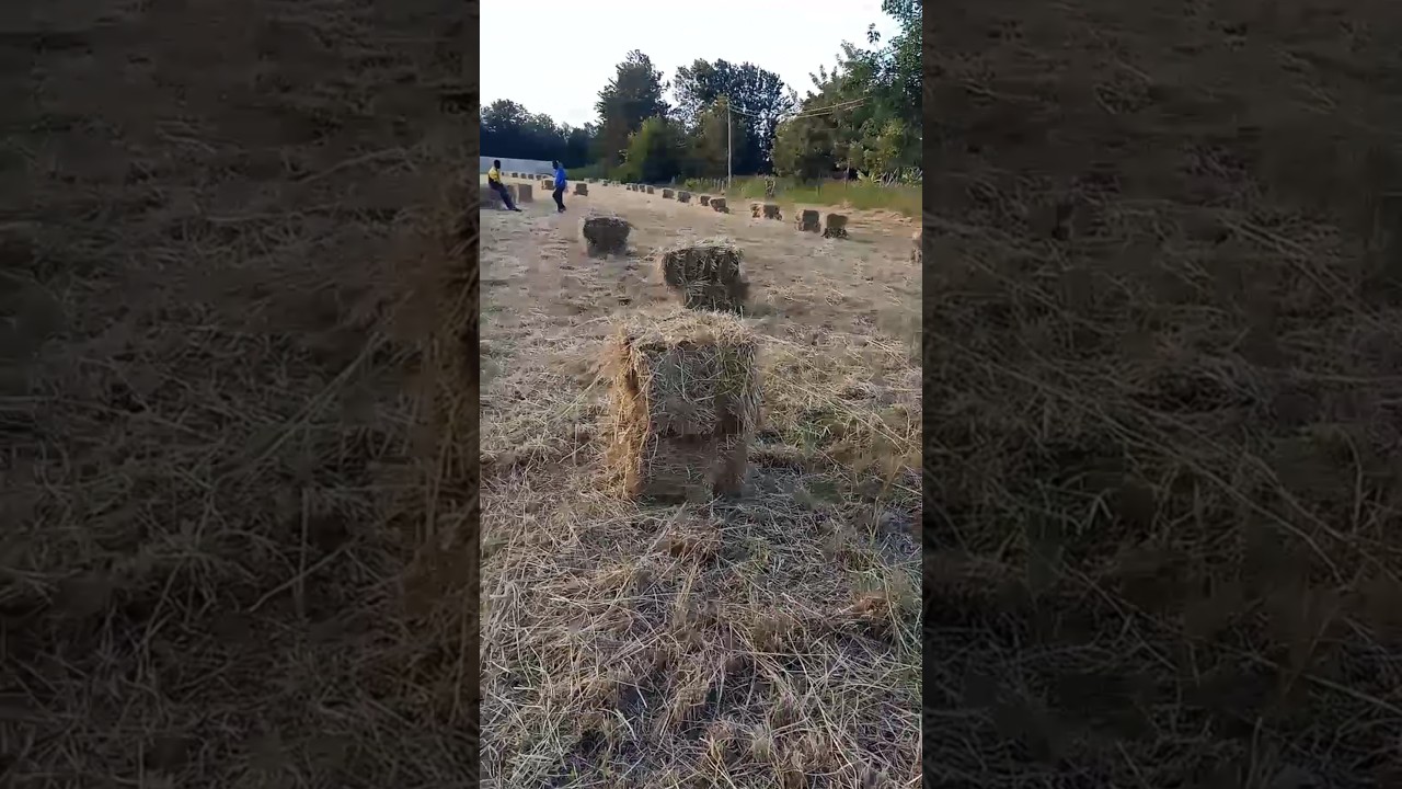 Hay Boma Rodes for Sale in Kagio