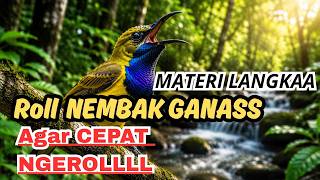 MASTERAN SOGON PALING DICARI! Sogon Gacor Nembak Panjang | Cocok untuk Pemasteran Harian