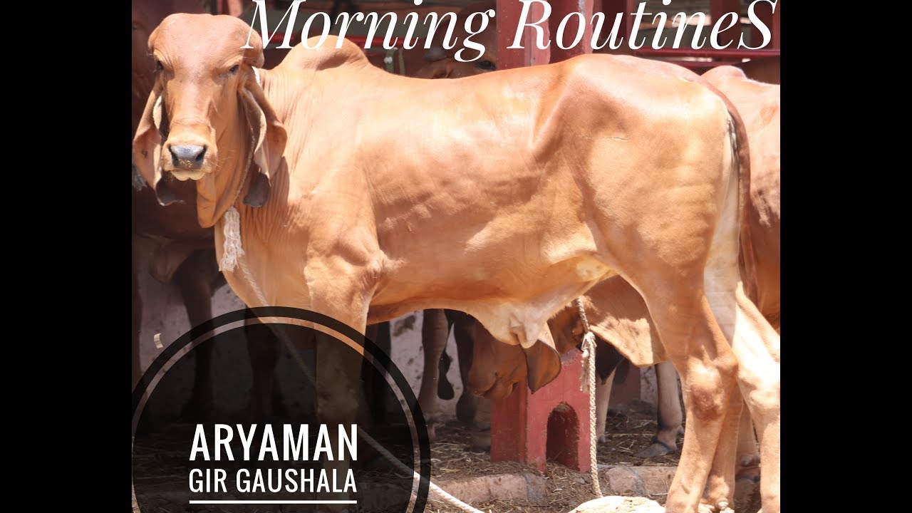 WORLD'S BEST COWS | ARYAMAN GIR GAUSHALA